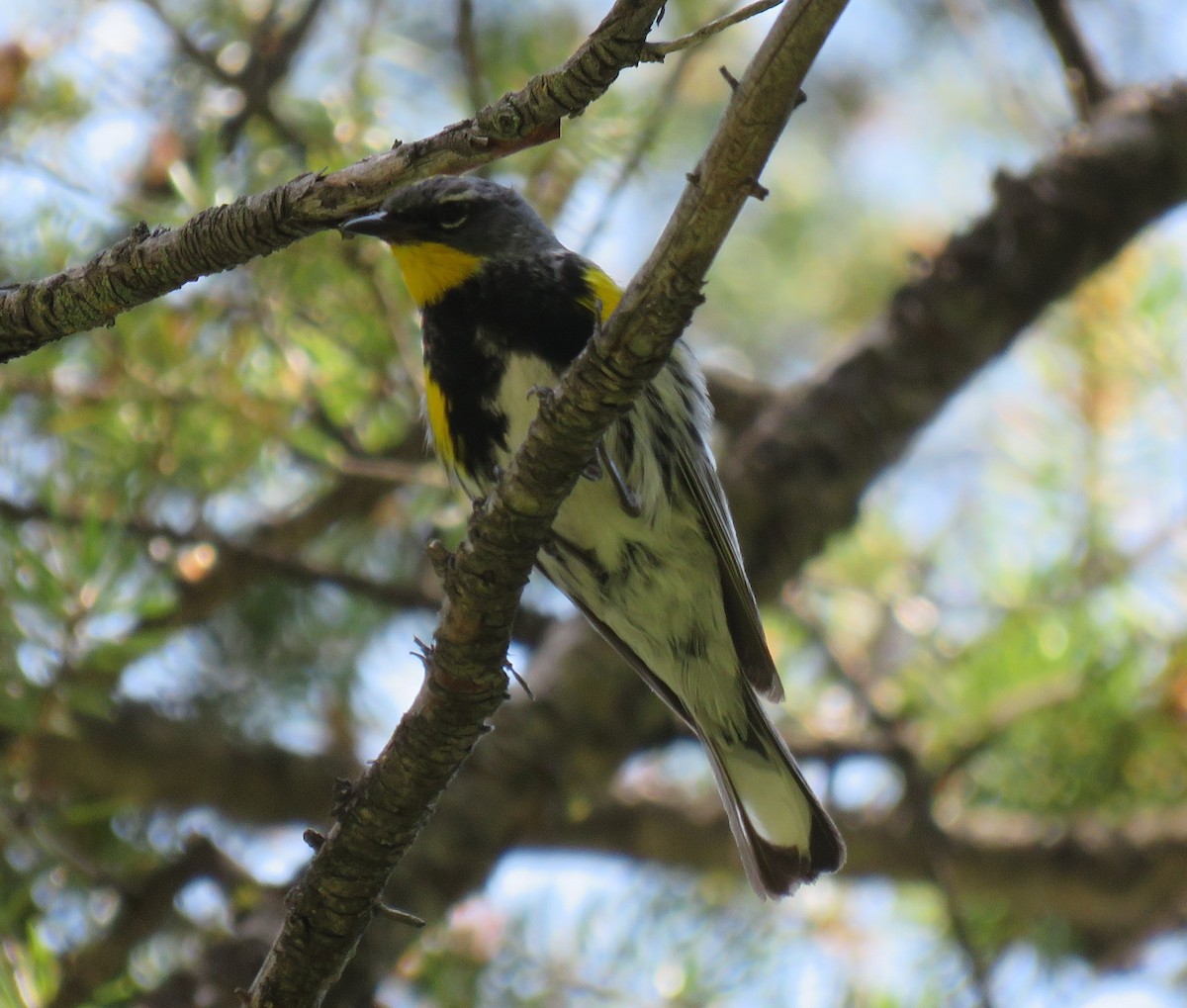 Ebird Checklist Jul Humbug Spires Moose Creek Trail Species