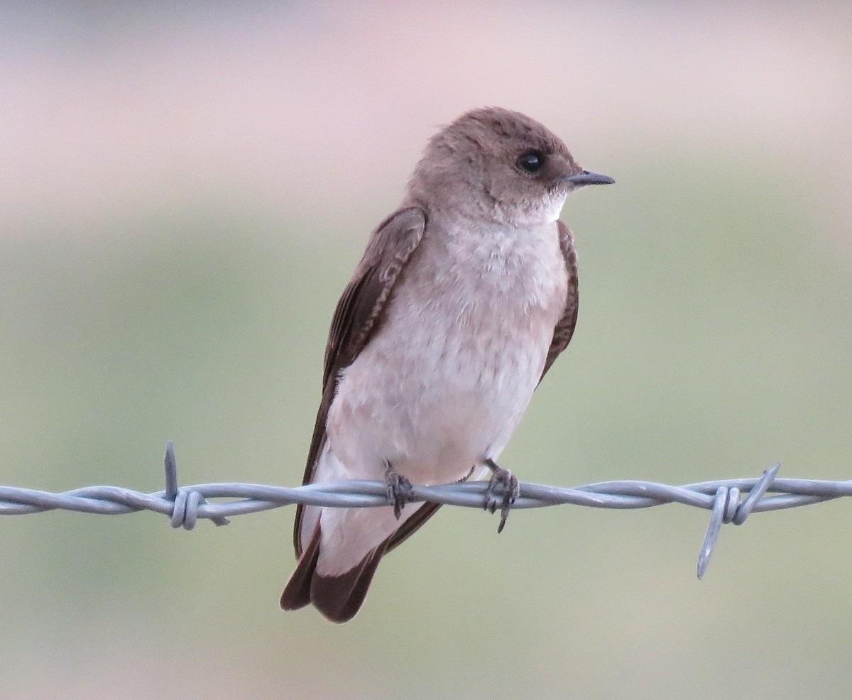 Northern Rough-winged Swallow - Jan Thom