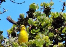 Yellow-fronted Canary - ML63450151
