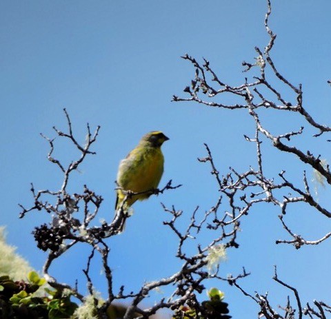 Yellow-fronted Canary - ML63450161