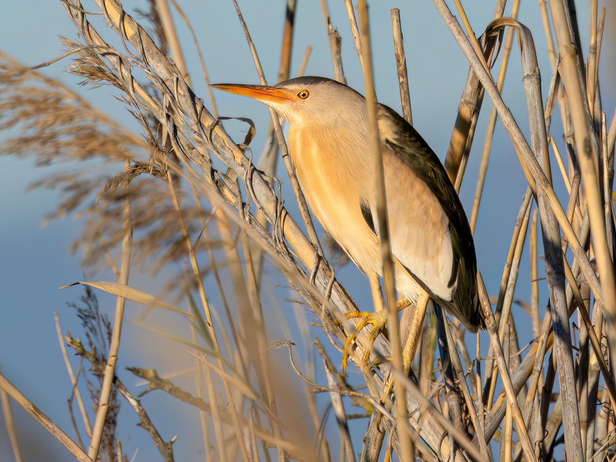 Little Bittern - Botaurus minutus - Birds of the World