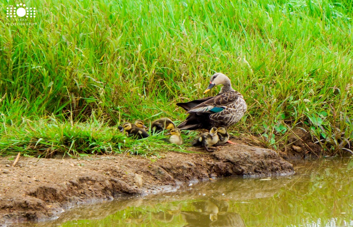 Indian Spot-billed Duck - Vinay K L