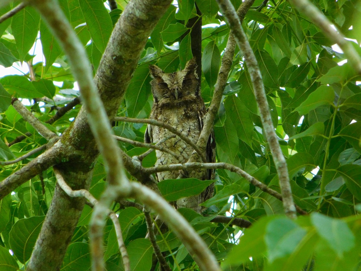 Middle American Screech-Owl - ML63454981