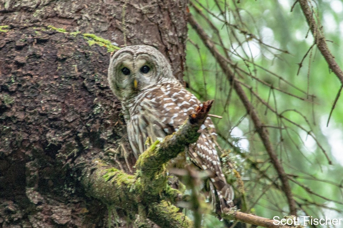 Barred Owl - Betsy Fischer