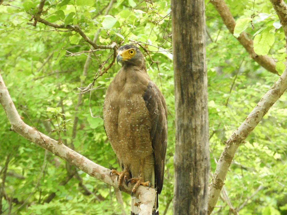 Crested Serpent-Eagle - ML63456431