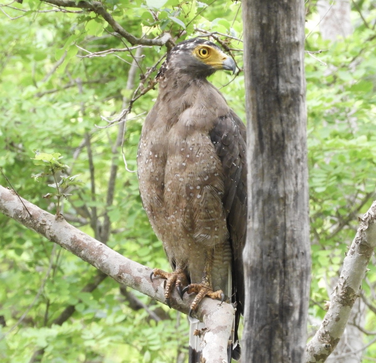 Crested Serpent-Eagle - ML63456441