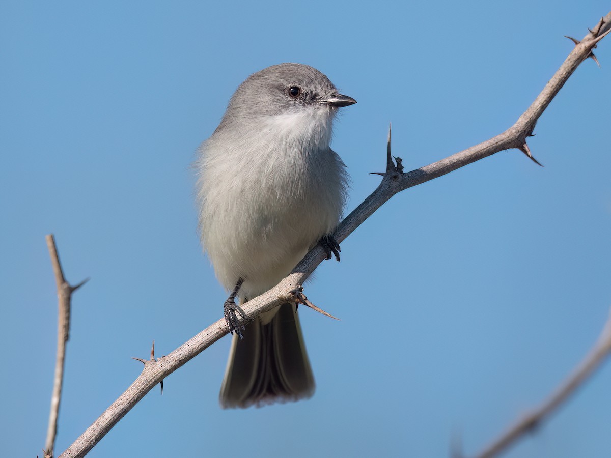 Suiriri Flycatcher - Suiriri suiriri - Birds of the World