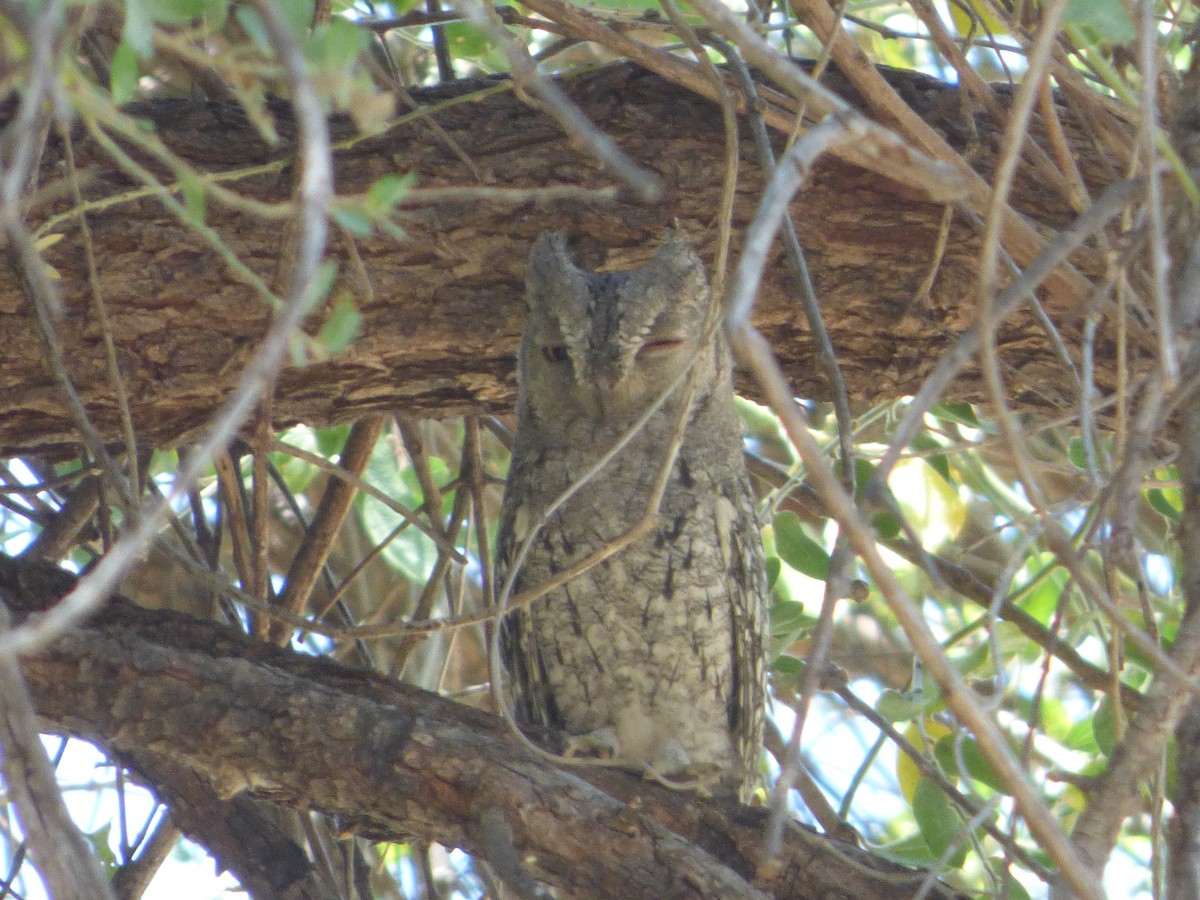 African Scops-Owl - ML63462381