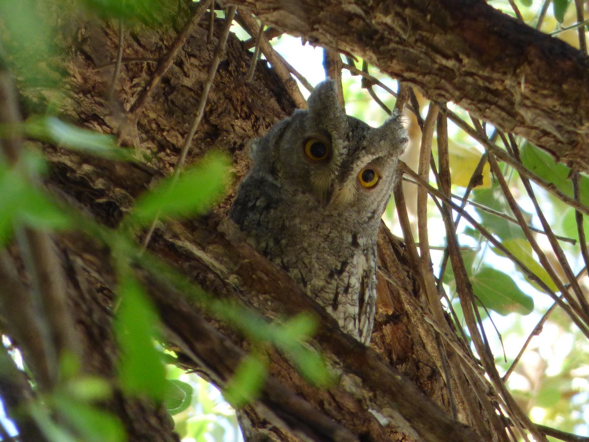 African Scops-Owl - Bill Crins