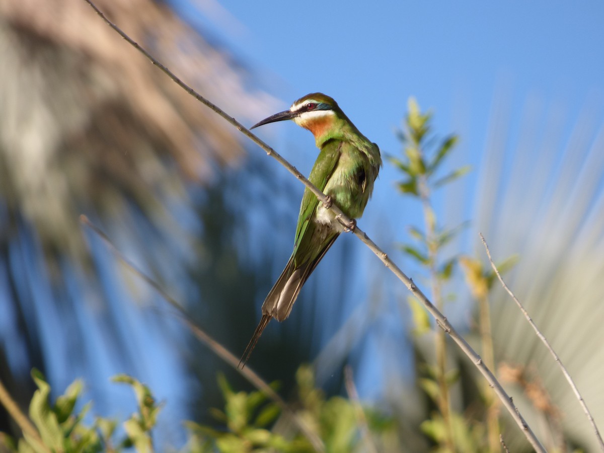 Madagascar Bee-eater - Bill Crins