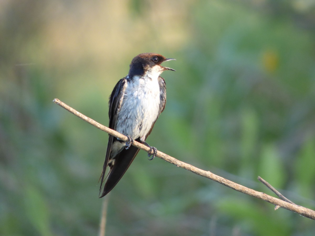 Wire-tailed Swallow - Bill Crins