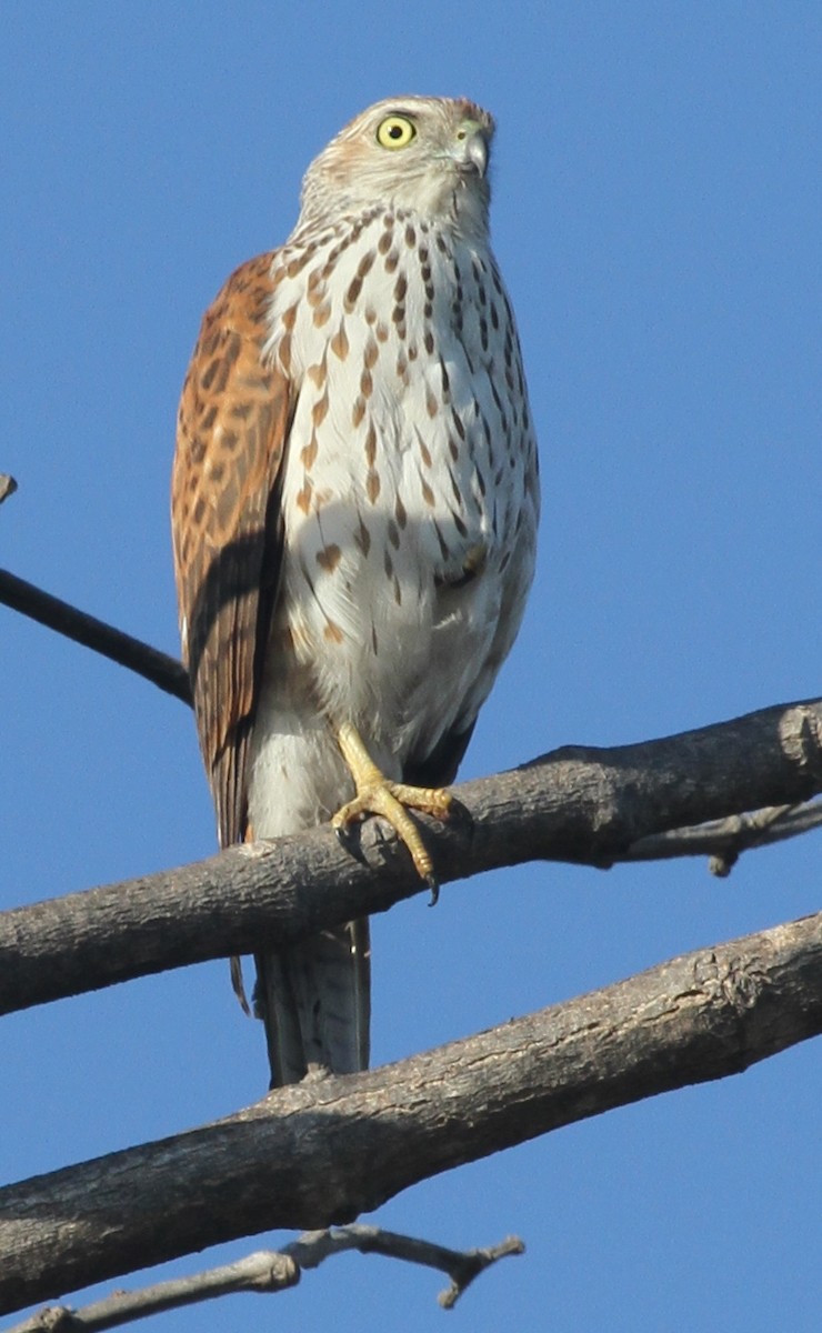 ML63462911 Brown Goshawk Macaulay Library