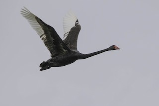 Black Swan, ML63464001