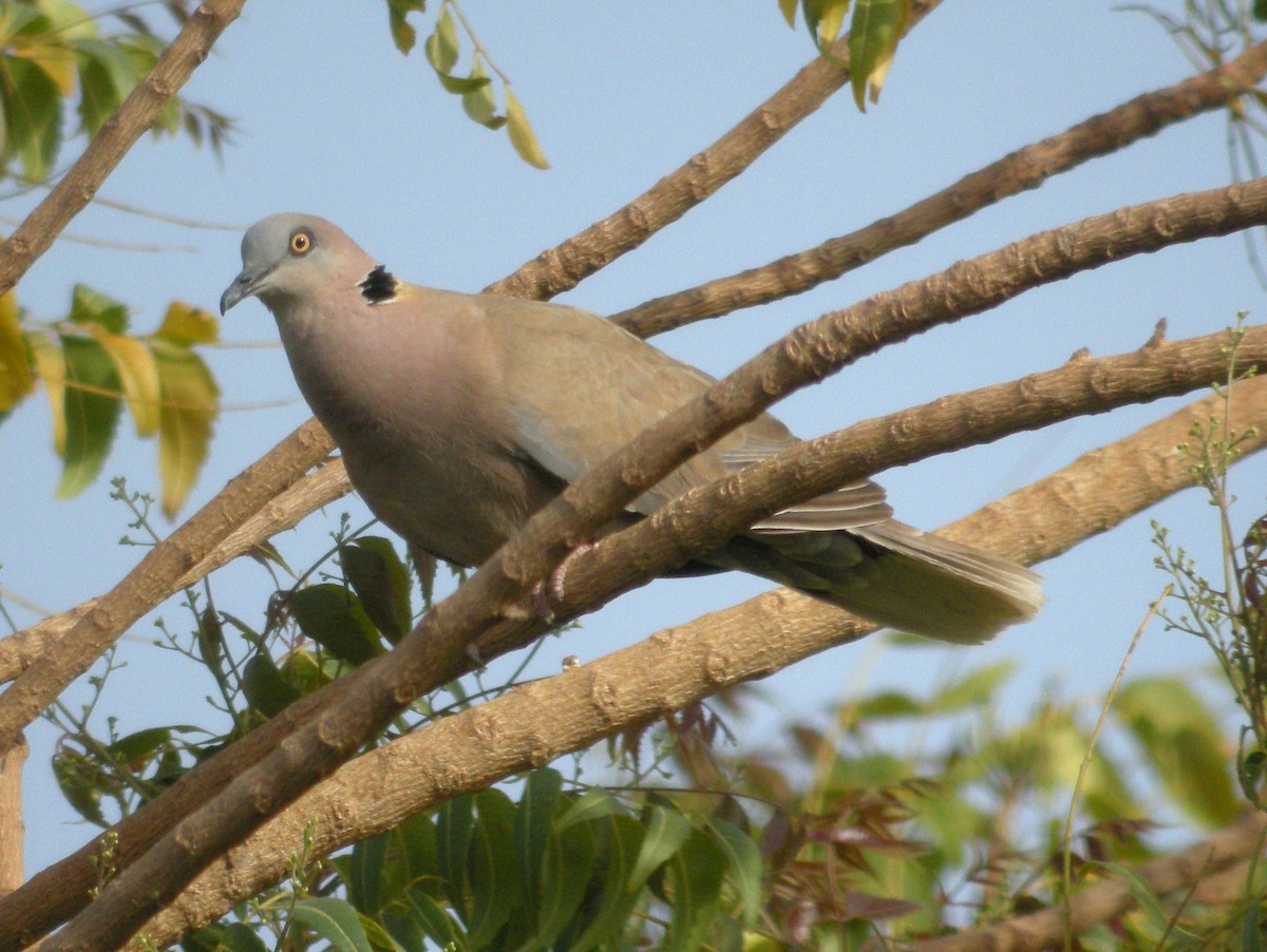 Mourning Collared-Dove - ML63466621