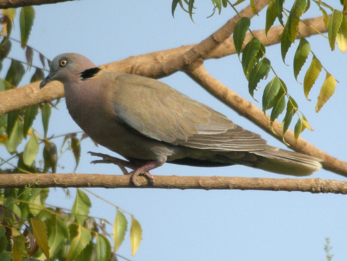 Mourning Collared-Dove - ML63466631
