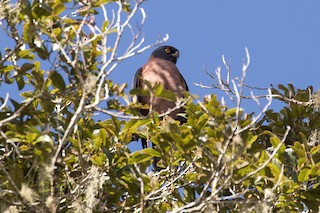  - Black-mantled Goshawk