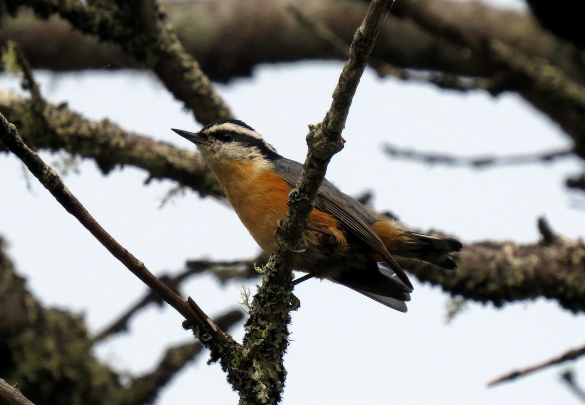 Red-breasted Nuthatch - Pat McKay