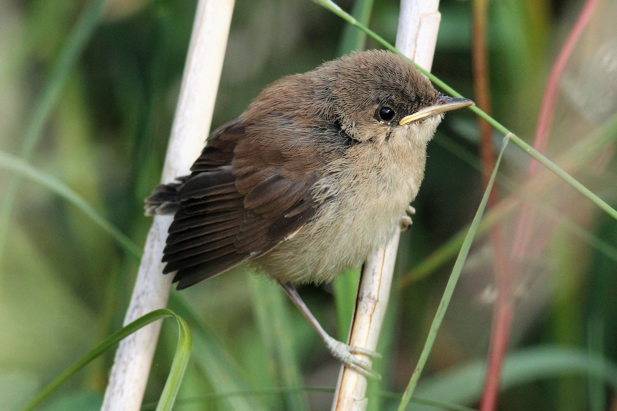 Common Reed Warbler - Paul Bourdin