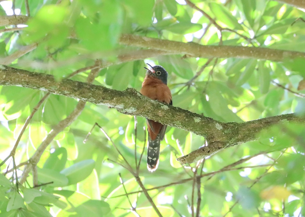 Chestnut-breasted Cuckoo - Ged Tranter