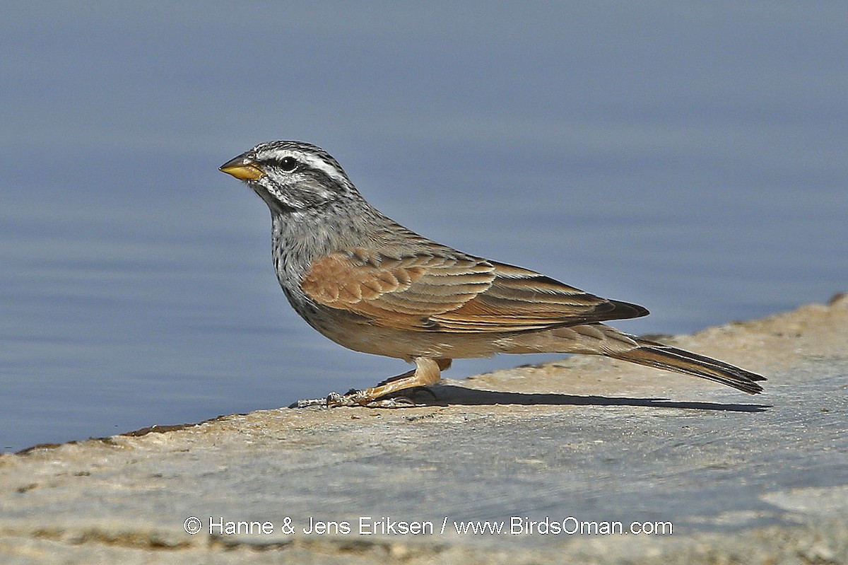 Striolated Bunting - ML63469091