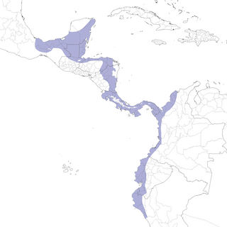 Distribution of the White-browed Gnatcatcher - Range Map