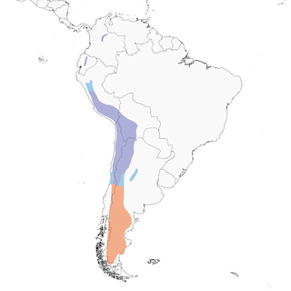 Distribution of the Spot-billed Ground-Tyrant - Range Map