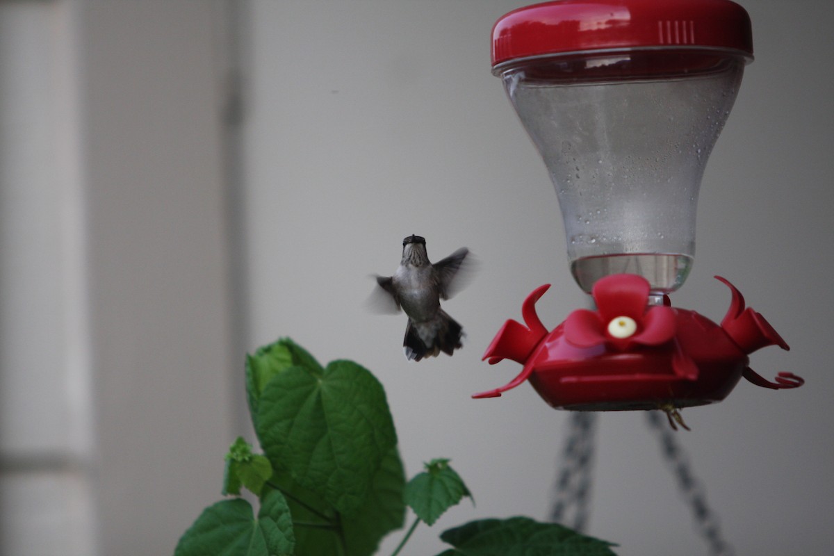 Black-chinned Hummingbird - Chelsea Blauvelt Plimpton