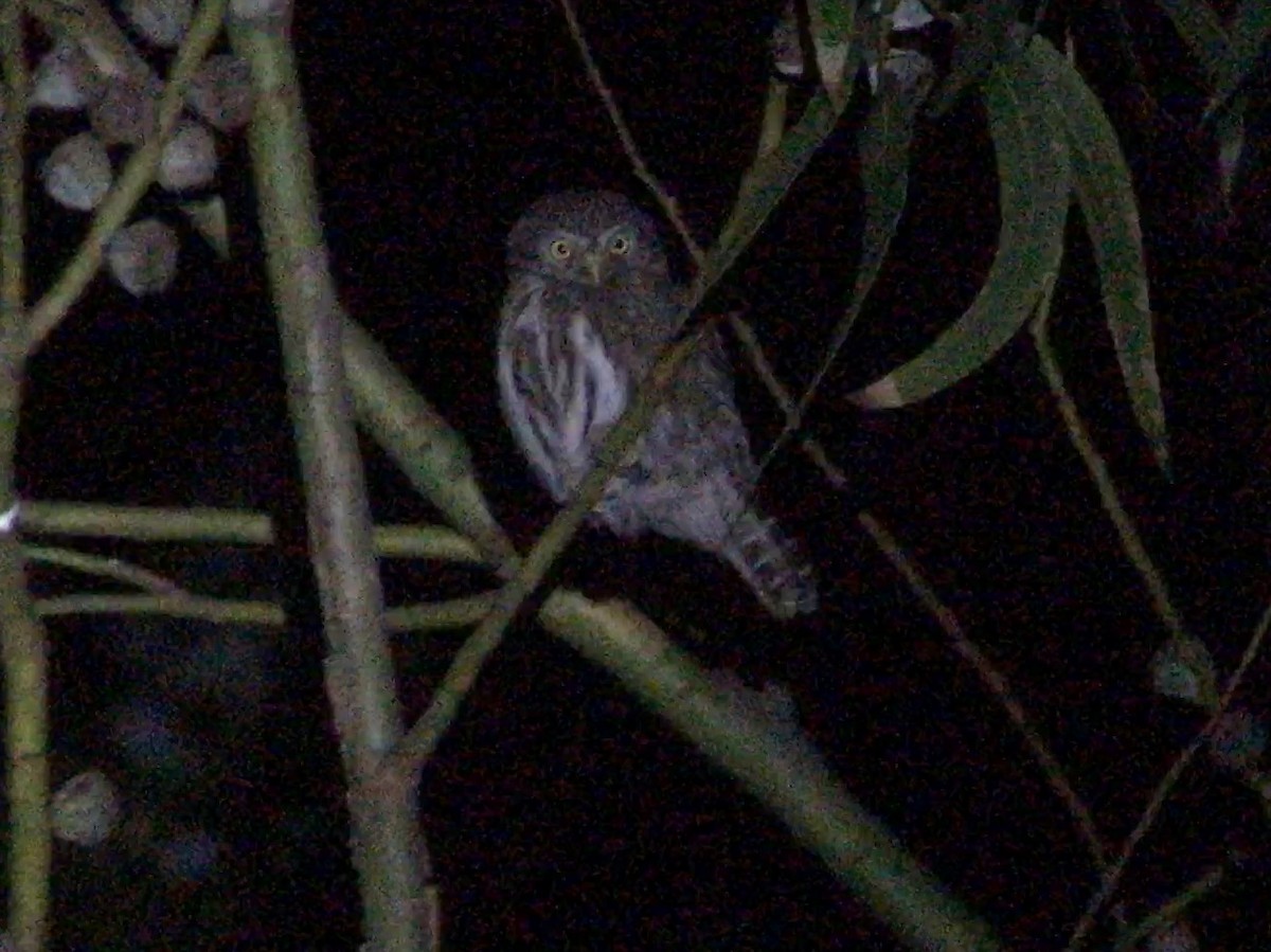 Peruvian Pygmy-Owl - ML63473671