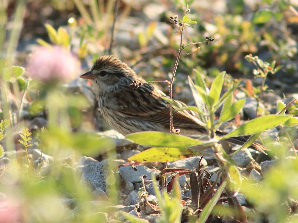 Chipping Sparrow - ML63475801
