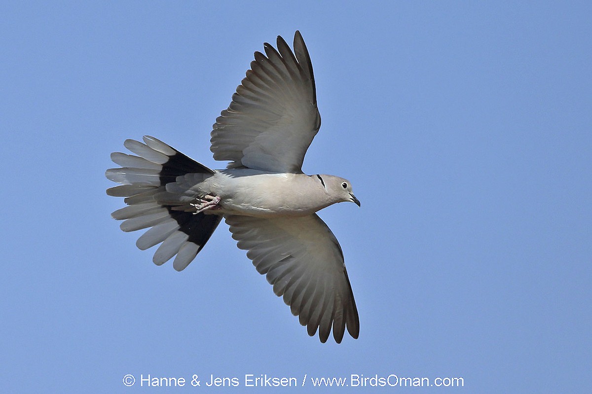 Eurasian Collared-Dove - Jens Eriksen
