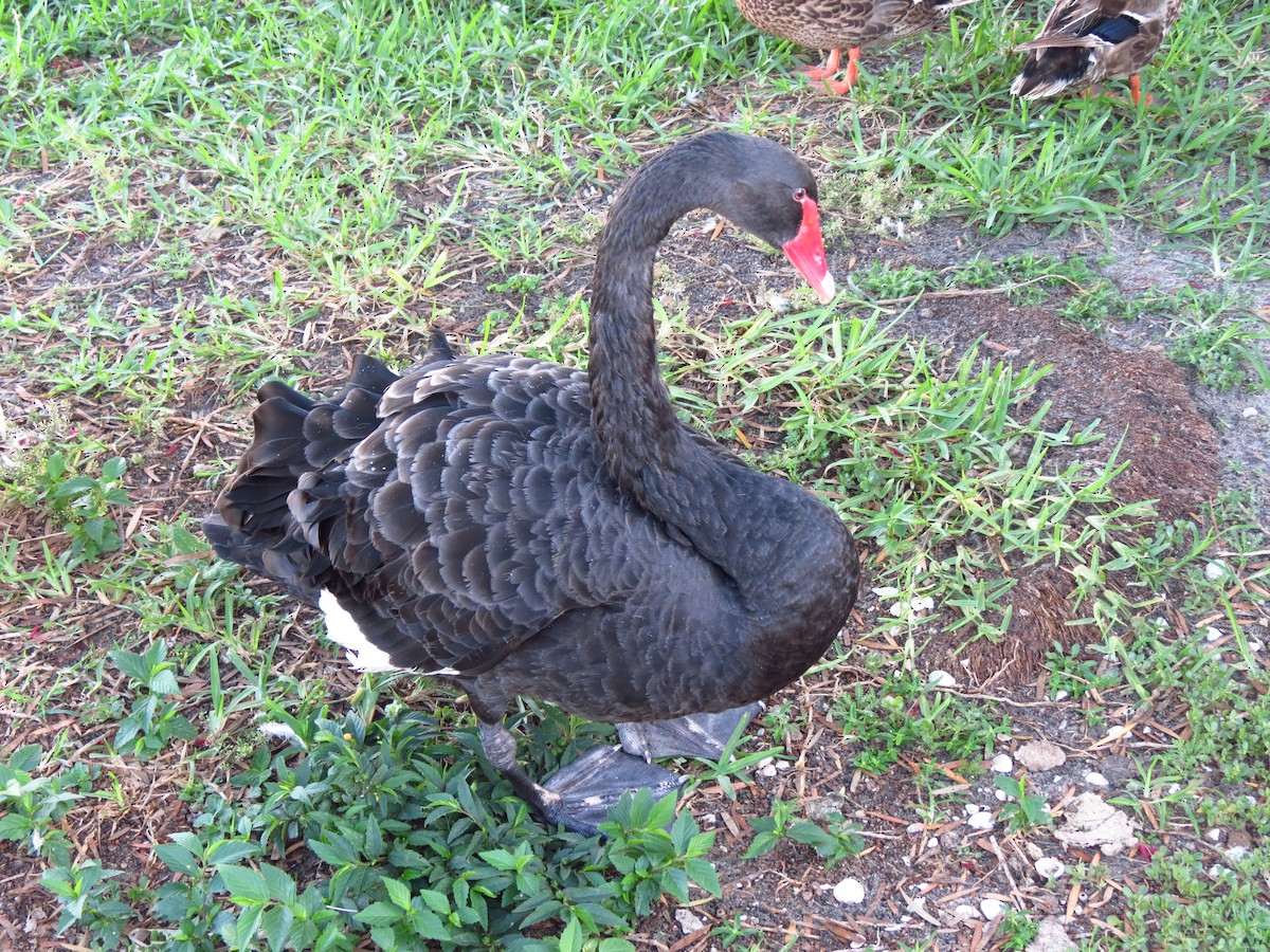 Black Swan - ML63478581