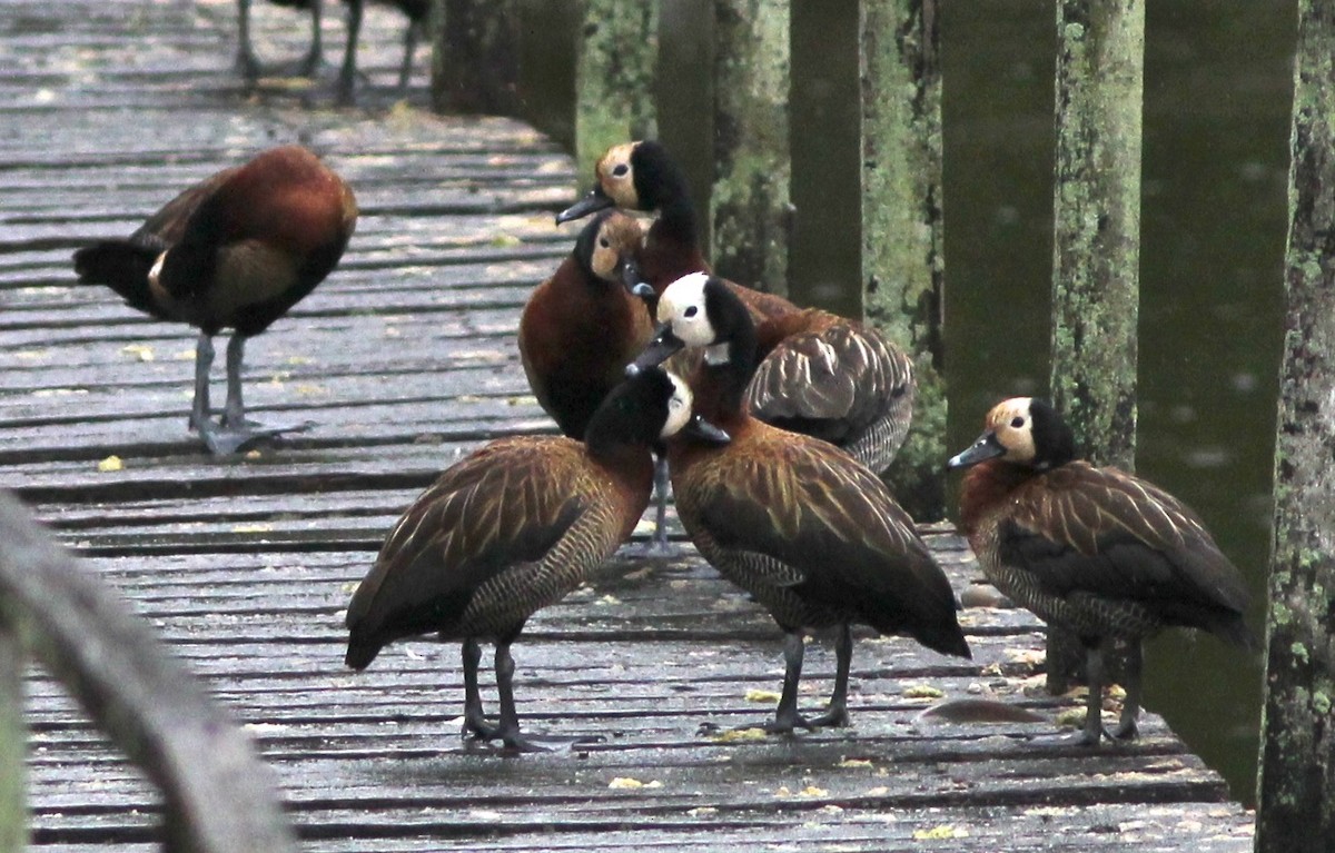 White-faced Whistling-Duck - Dave Czaplak