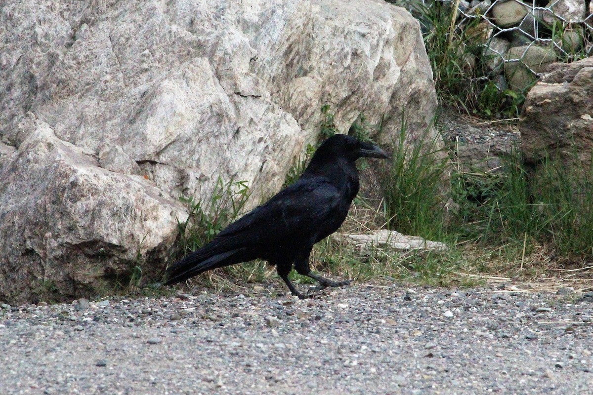 Common Raven - ML63479501
