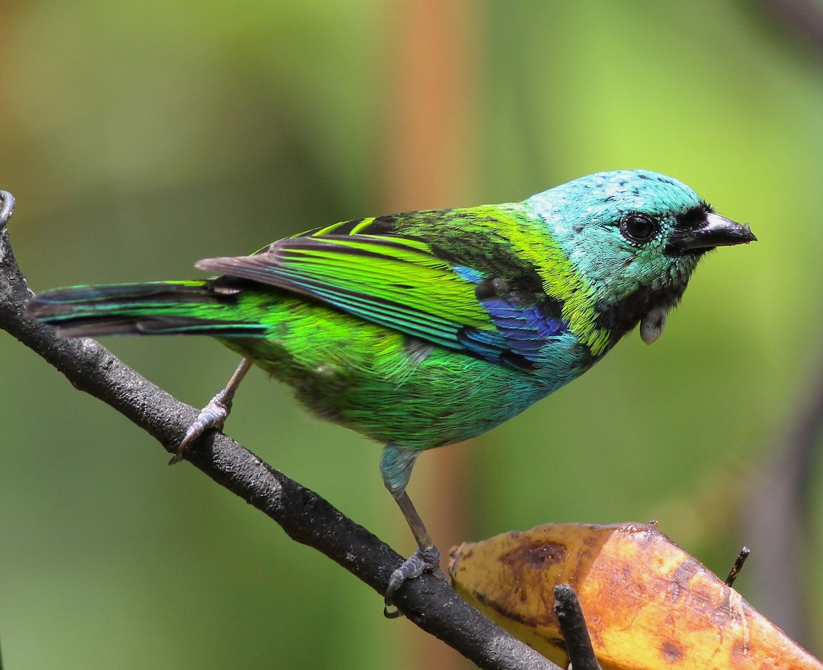 Green-headed Tanager - ML63479791