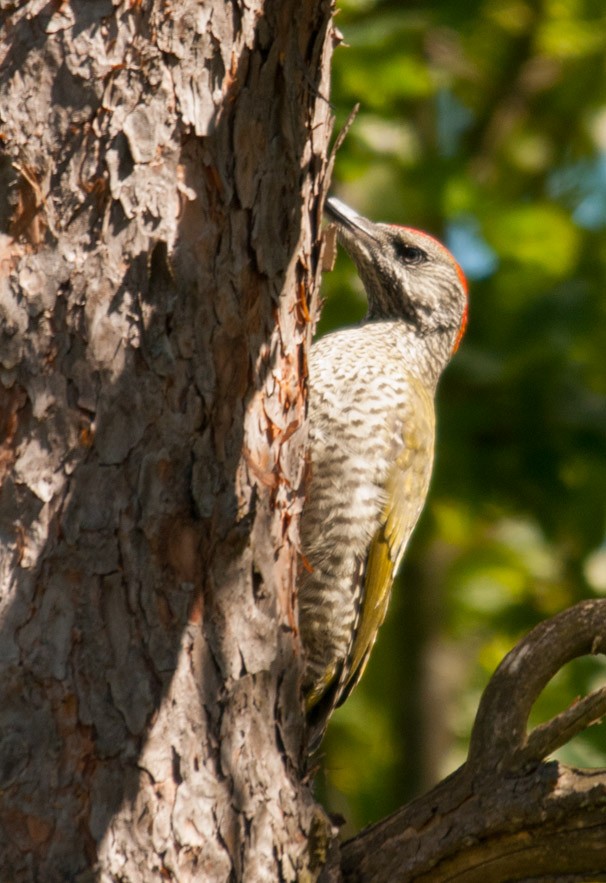 Eurasian Green Woodpecker - Svein Ole Mikalsen