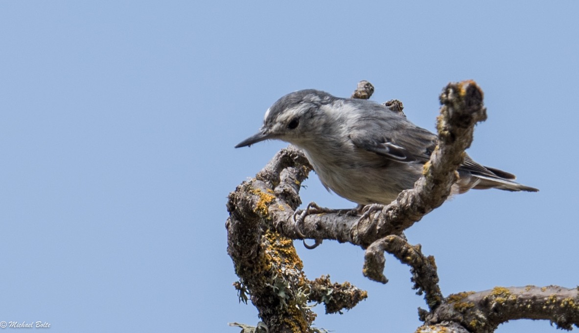 White-breasted Nuthatch - Michael Bolte