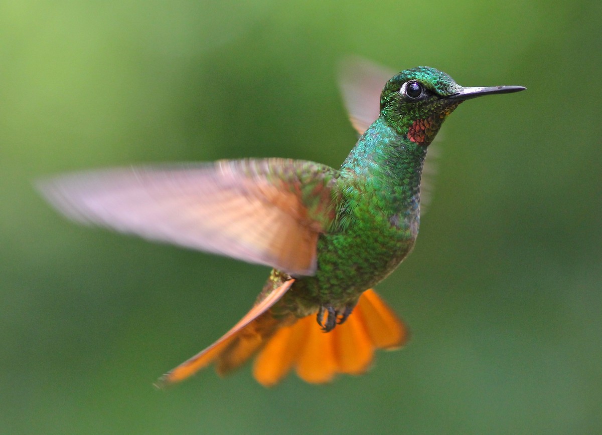 kolibřík brazilský - ML63484271