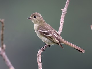  - Olivaceous Elaenia