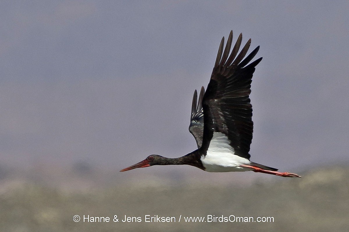 Black Stork - Jens Eriksen