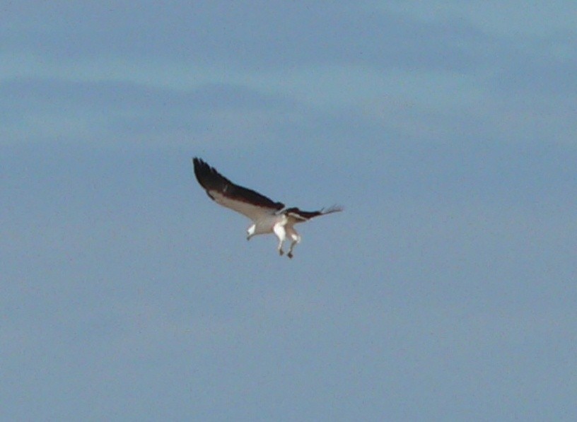 White-bellied Sea-Eagle - Stephen Mitten