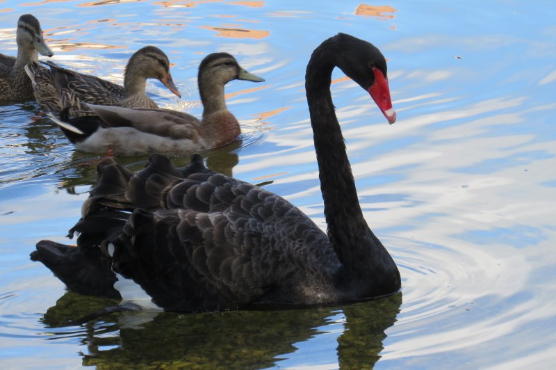 Black Swan - Kathy Duncan