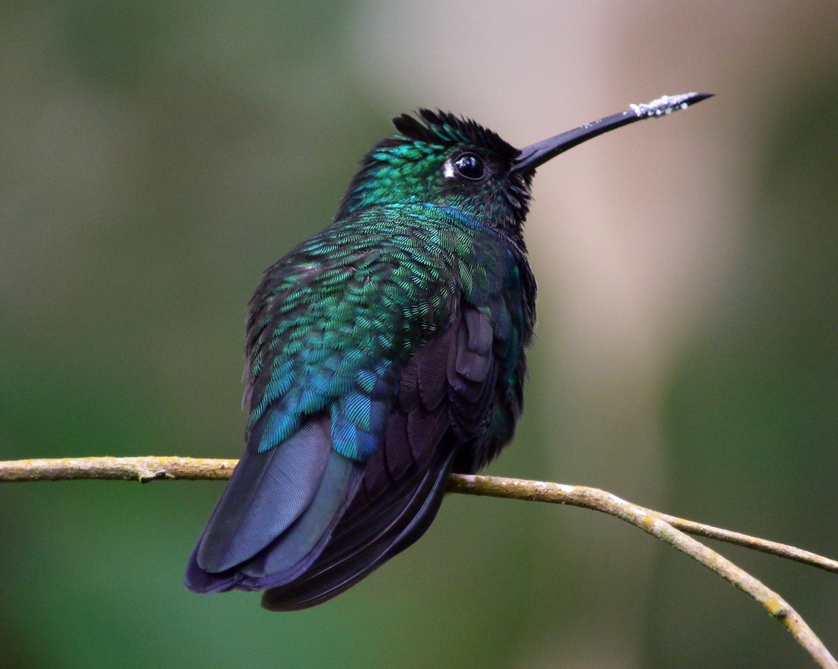 kolibřík naposký - ML63487211