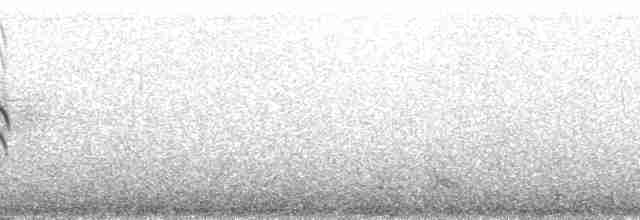 konipas bílý (ssp. personata) - ML63489