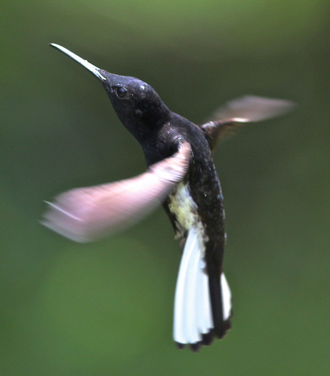 kolibřík černobílý - ML63492001