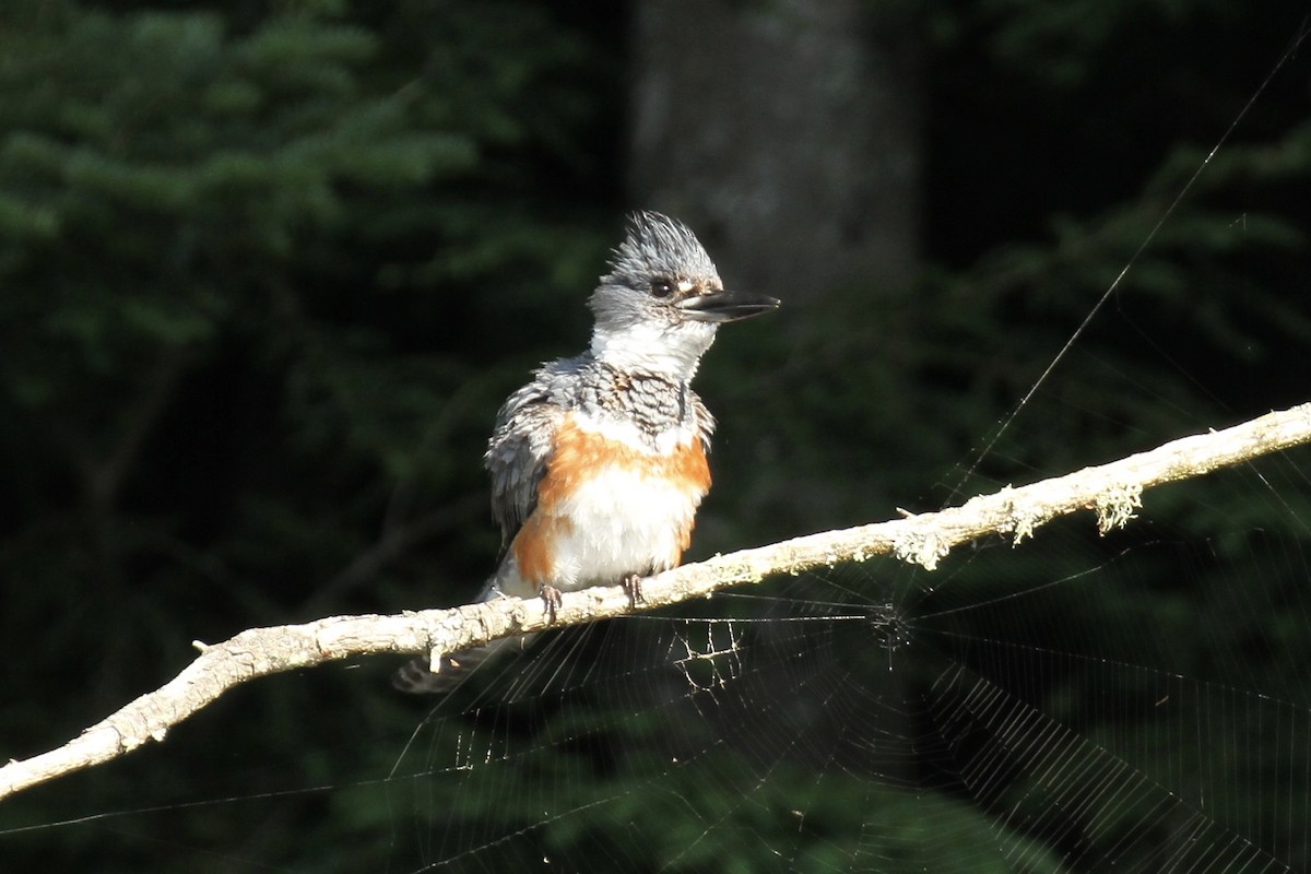 Belted Kingfisher - ML63492671