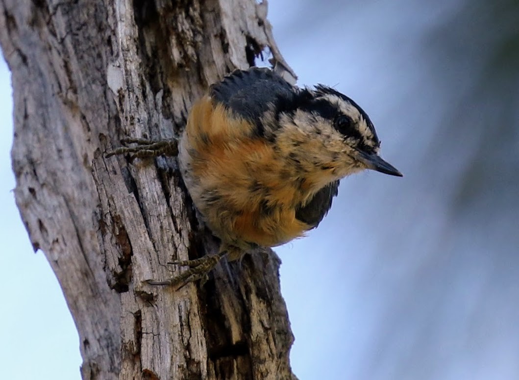 Red-breasted Nuthatch - ML63493631