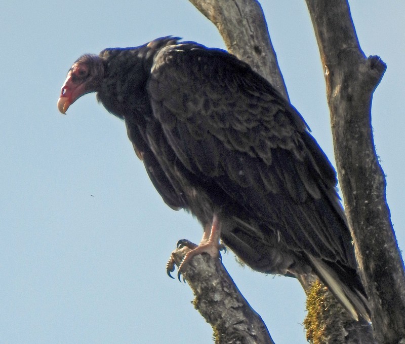 Turkey Vulture - ML63494621