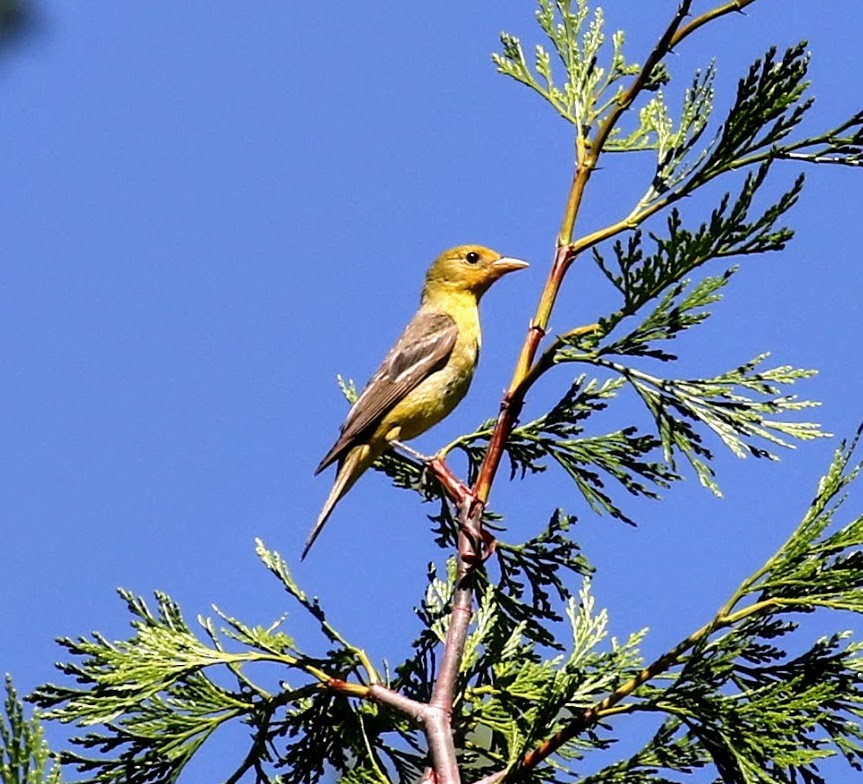 Western Tanager - ML63496211