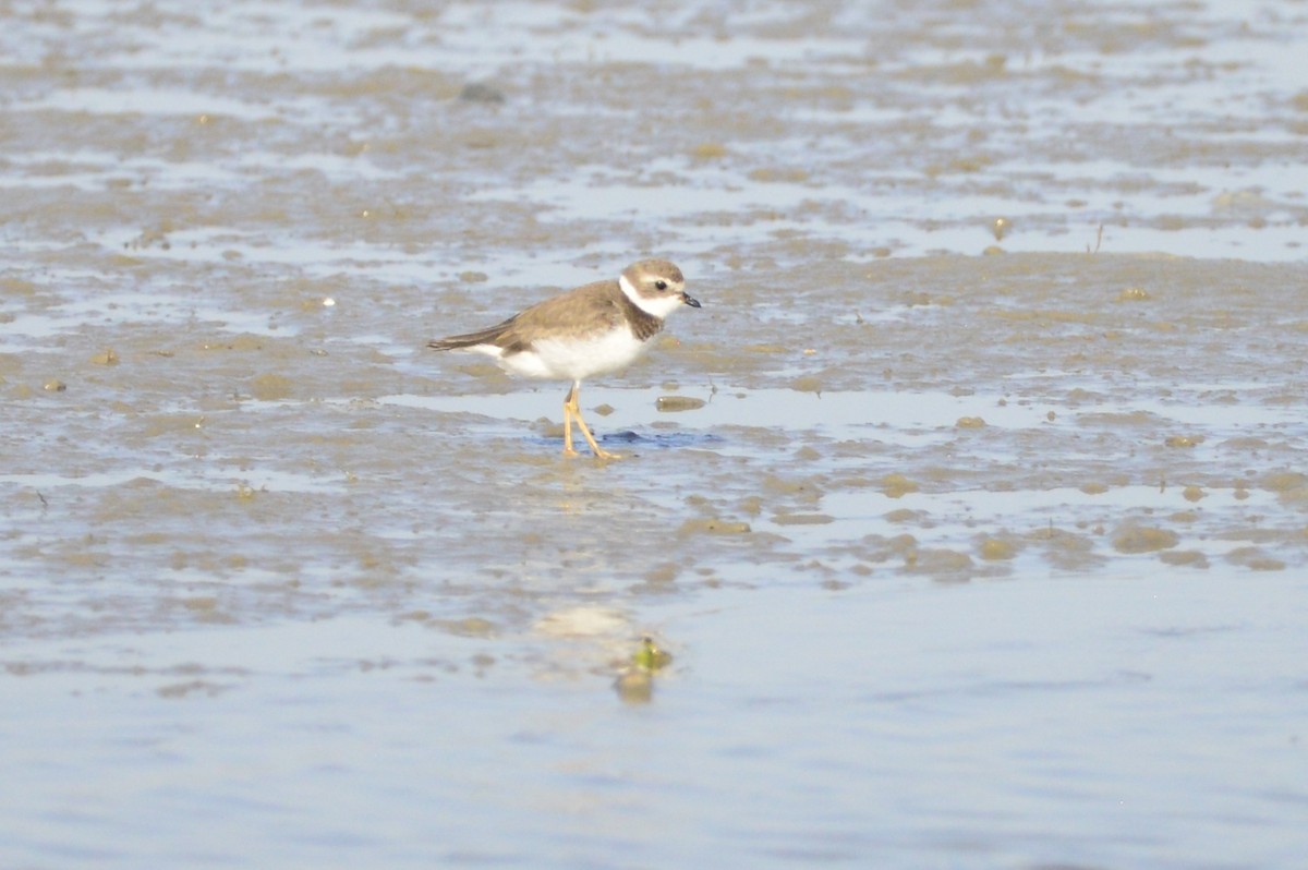 Semipalmated Plover - ML63497411