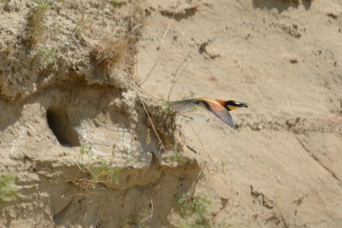 European Bee-eater - Cathy Pasterczyk